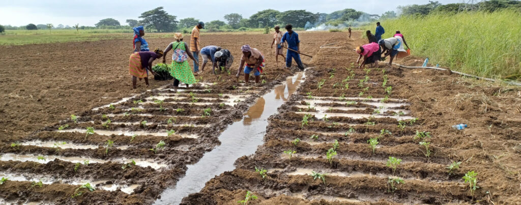 Women in Bomjesus community in West Angola plant seeds.